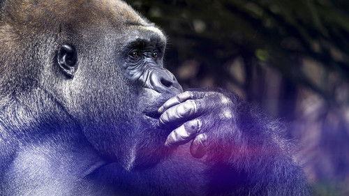 The Wonder of Animals Season 1 Episode 7 - Great Apes