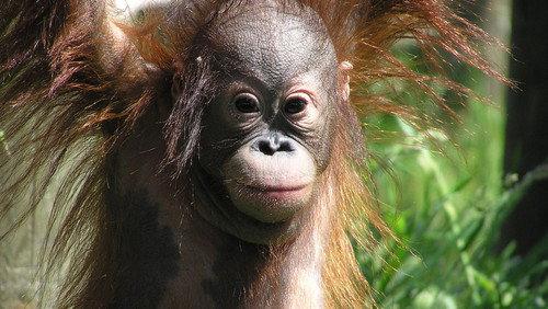Monkey Life Season 4 Episode 9 - Episode 9