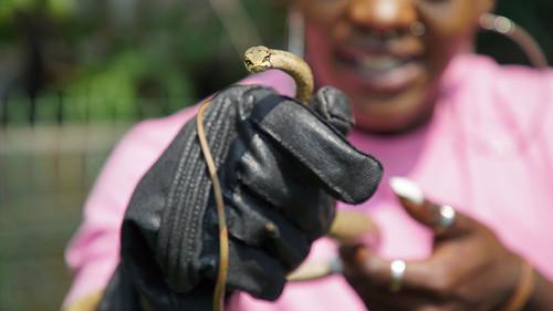 Snake City Season 8 Episode 1 - Snake on a Roof
