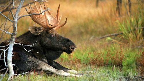 Yellowstone Season 1 Episode 3 - Autumn