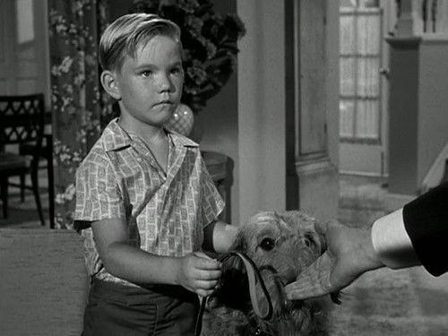 Hazel Season 1 Episode 14 - Hazel's Dog Days