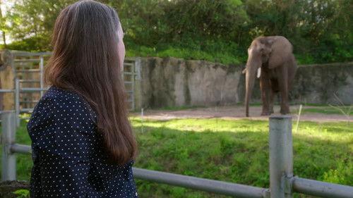 Magic of Disney's Animal Kingdom Season 2 Episode 2 - Sea You Later, Turtles