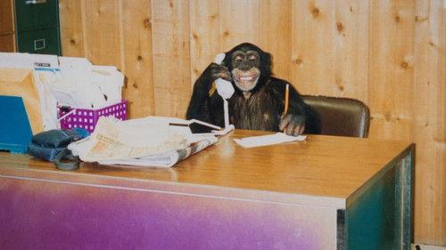 Chimp Crazy Season 1 Episode 2 - Gone Ape