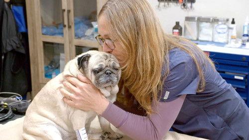 Dr. Oakley, Yukon Vet Season 10 Episode 11 - Hug for a Pug