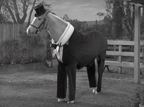 Mister Ed Season 3 Episode 23 - Ed the Zebra