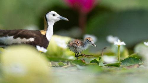 Nature Season 44 Episode 7 - Parenthood: Freshwater