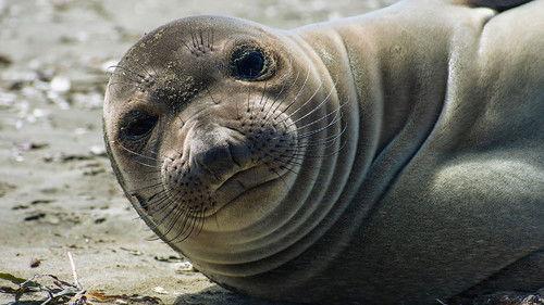 Animals with Cameras Season 2 Episode 1 - Oceans