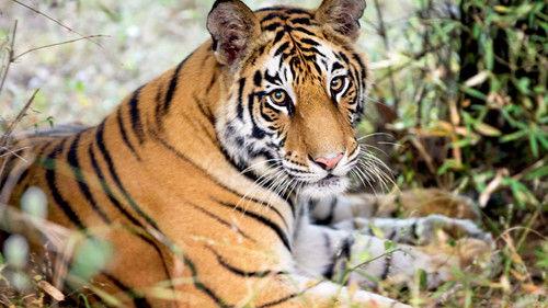 The Hunt Season 1 Episode 3 - Hide and Seek (Forests)