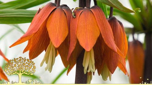 Gardeners' World Season 54 Episode 4 - Episode 4