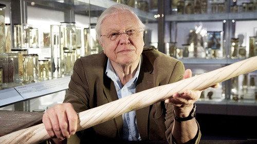 David Attenborough's Natural Curiosities Season 1 Episode 4 - A Curious Twist