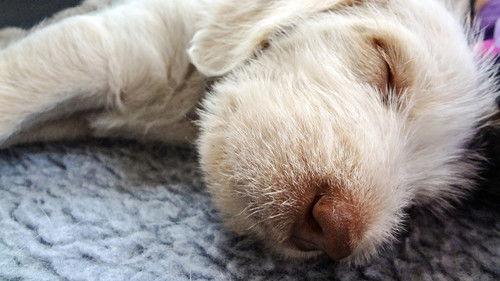 Too Cute Season 5 Episode 8 - Sock Puppies