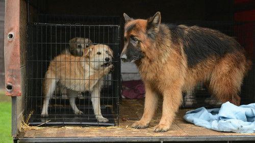 Komisarz Alex Season 11 Episode 1 - Episode 1