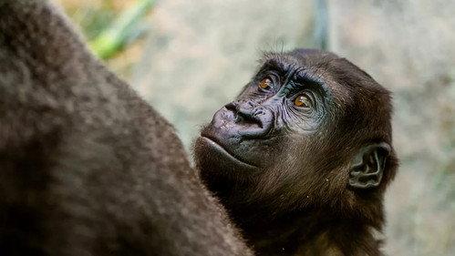 Het Echte Leven in de ZOO Season 1 Episode 4 - Episode 4