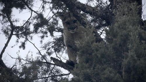 Mountain Men Season 9 Episode 8 - Sink or Swim