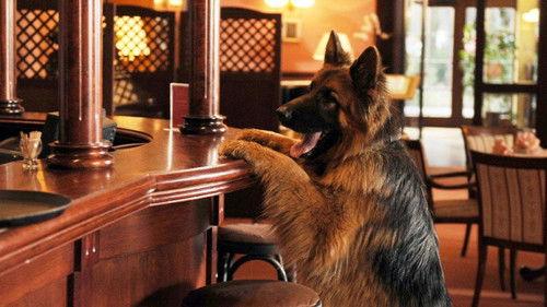 Komisarz Alex Season 3 Episode 5 - Episode 5