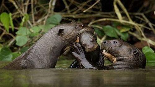 Natural World Season 32 Episode 9 - Giant Otters of the Amazon