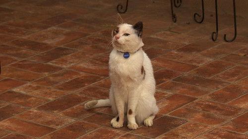 Dog with a Blog Season 3 Episode 22 - Cat with a Blog