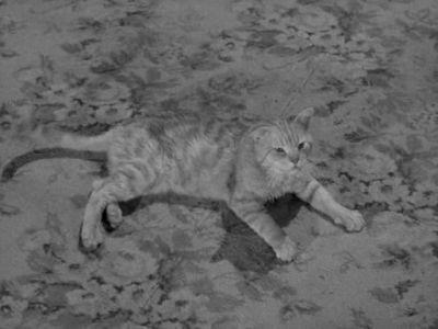 Alfred Hitchcock Presents Season 3 Episode 12 - Miss Paisley's Cat
