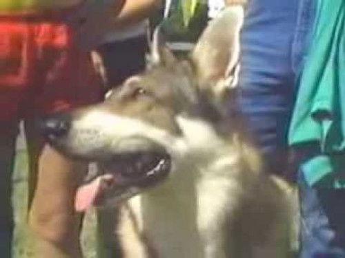 The Littlest Hobo Season 3 Episode 9 - Fussin' and Fightin'