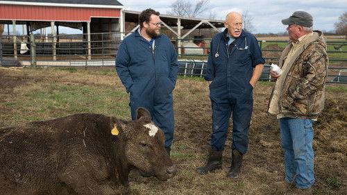 The Incredible Dr. Pol Season 5 Episode 5 - Here's Looking at Moo
