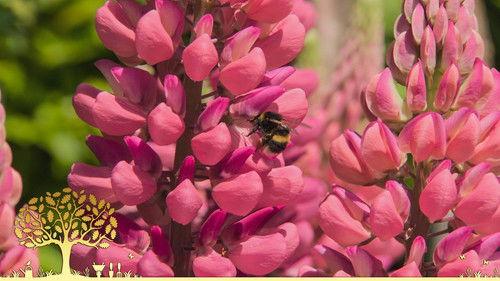 Gardeners' World Season 54 Episode 13 - Episode 13