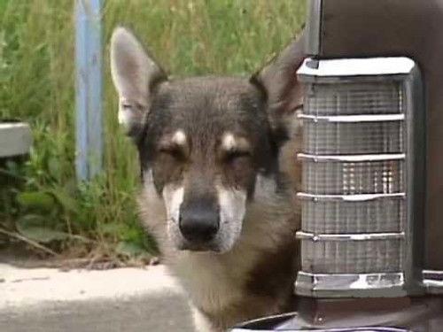 The Littlest Hobo Season 6 Episode 7 - Arrivederci Roma