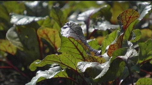 Wisconsin Foodie Season 1 Episode 2 - LotFotl | Beans & Barley