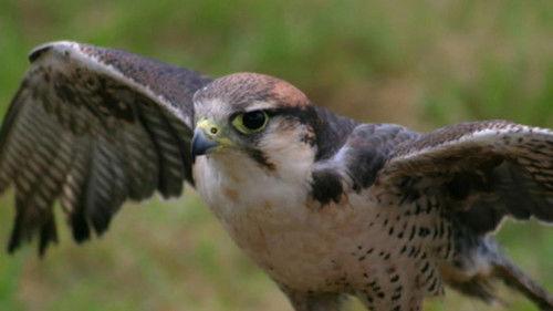 Nature Season 33 Episode 7 - Best of Birds