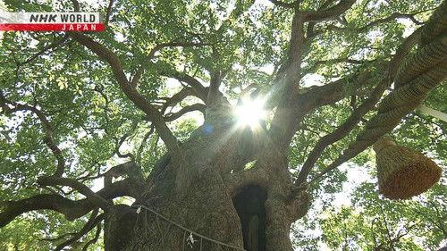 Hometown Stories Season 14 Episode 19 - The Future of an A-bombed Shrine