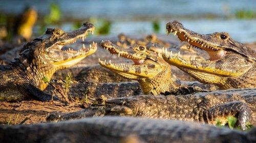 The Mating Game Season 1 Episode 4 - Freshwater: Timing Is Everything