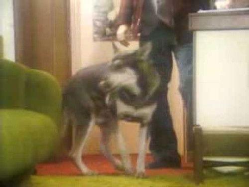 The Littlest Hobo Season 1 Episode 17 - The Million Dollar Fur Heist