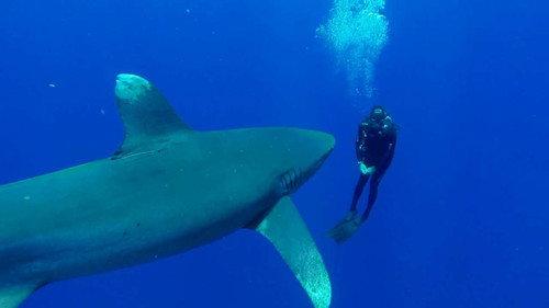 Shark Week Season 29 Episode 9 - Deadliest Sharks