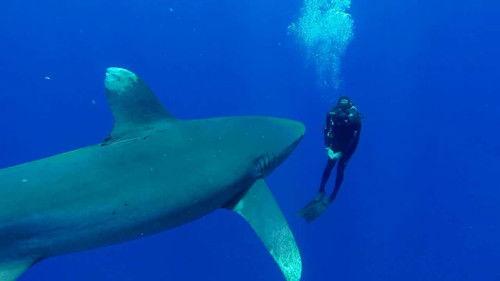 Shark Week Season 29 Episode 9 - Deadliest Sharks