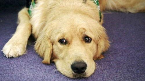 Dog Squad Puppy School Season 1 Episode 10 - Episode 10