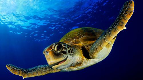 Reef School Season 1 Episode 10 - Mystery Shell