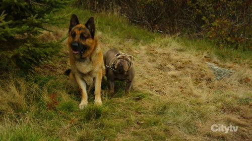 Hudson & Rex Season 8 Episode 9 - All the Wrong Moves