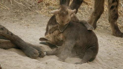 Savage Kingdom Season 3 Episode 3 - Rise of Exiles