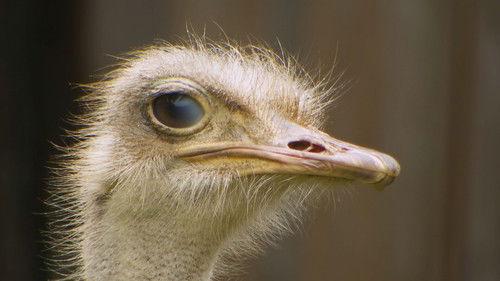 Dyrepasserne Season 10 Episode 3 - Episode 3