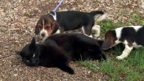 The Incredible Dr. Pol Season 20 Episode 12 - On a Wing and a Mare