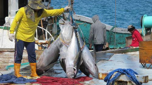Foreign Correspondent Season 23 Episode 24 - Palau - Take A Long Line
