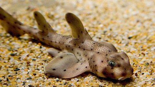 Natural World Season 17 Episode 3 - Secret Sharks