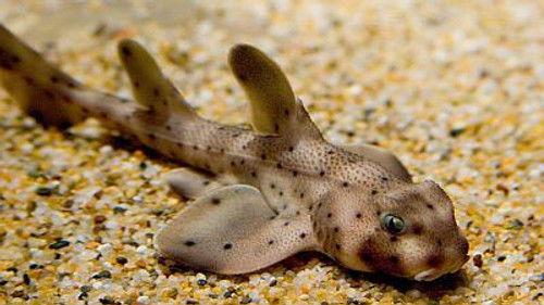 Natural World Season 17 Episode 3 - Secret Sharks