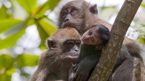 Wild City Season 1 Episode 3 - Wild Islands