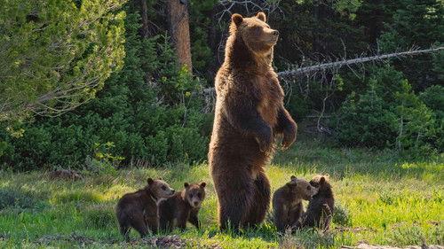 Nature Season 42 Episode 15 - Grizzly 399: Queen of the Tetons