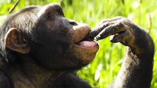 Natural World Season 29 Episode 10 - The Chimpcam Project