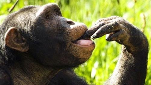 Natural World Season 29 Episode 10 - The Chimpcam Project