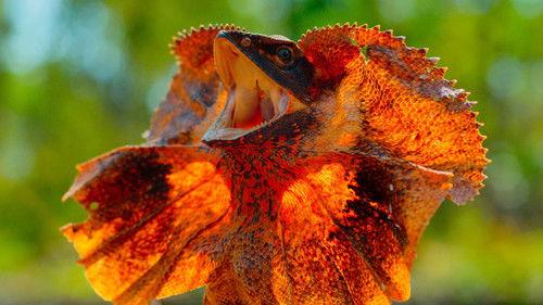 Tiny World Season 1 Episode 4 - Outback