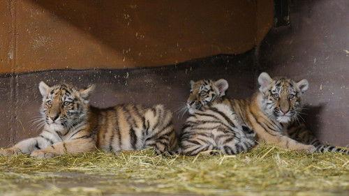 Dyrepasserne Season 12 Episode 2 - Episode 2