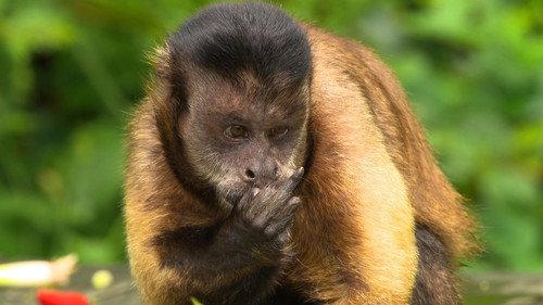 David Attenborough's Natural Curiosities Season 3 Episode 5 - Curious Cures