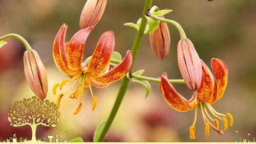 Gardeners' World Season 55 Episode 20 - Episode 20